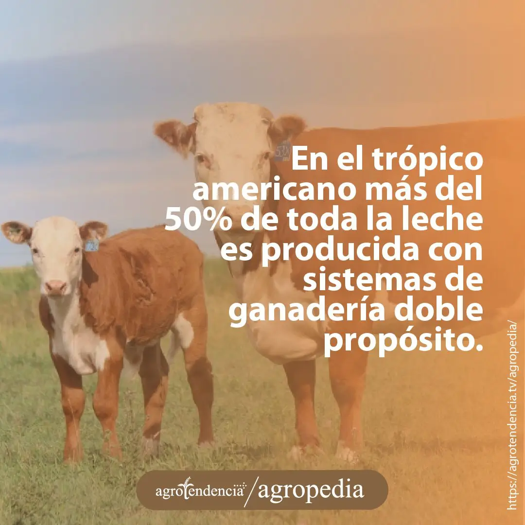 una vaca doble propósito con su ternero