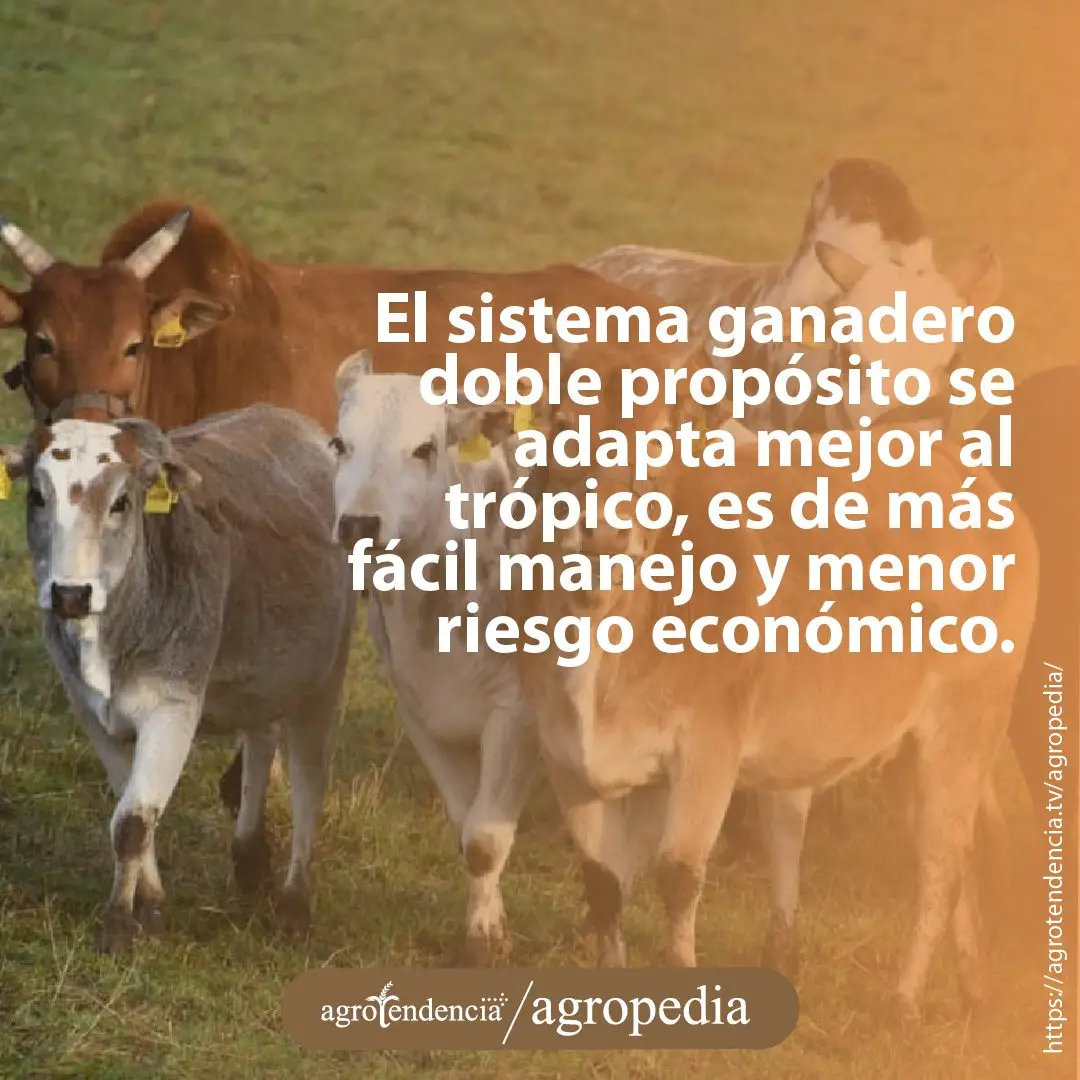 vacas y toro doble propósito en potrero