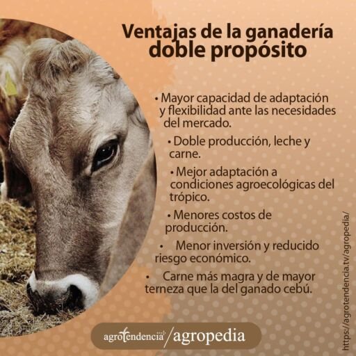 ternero doble propósito comiendo