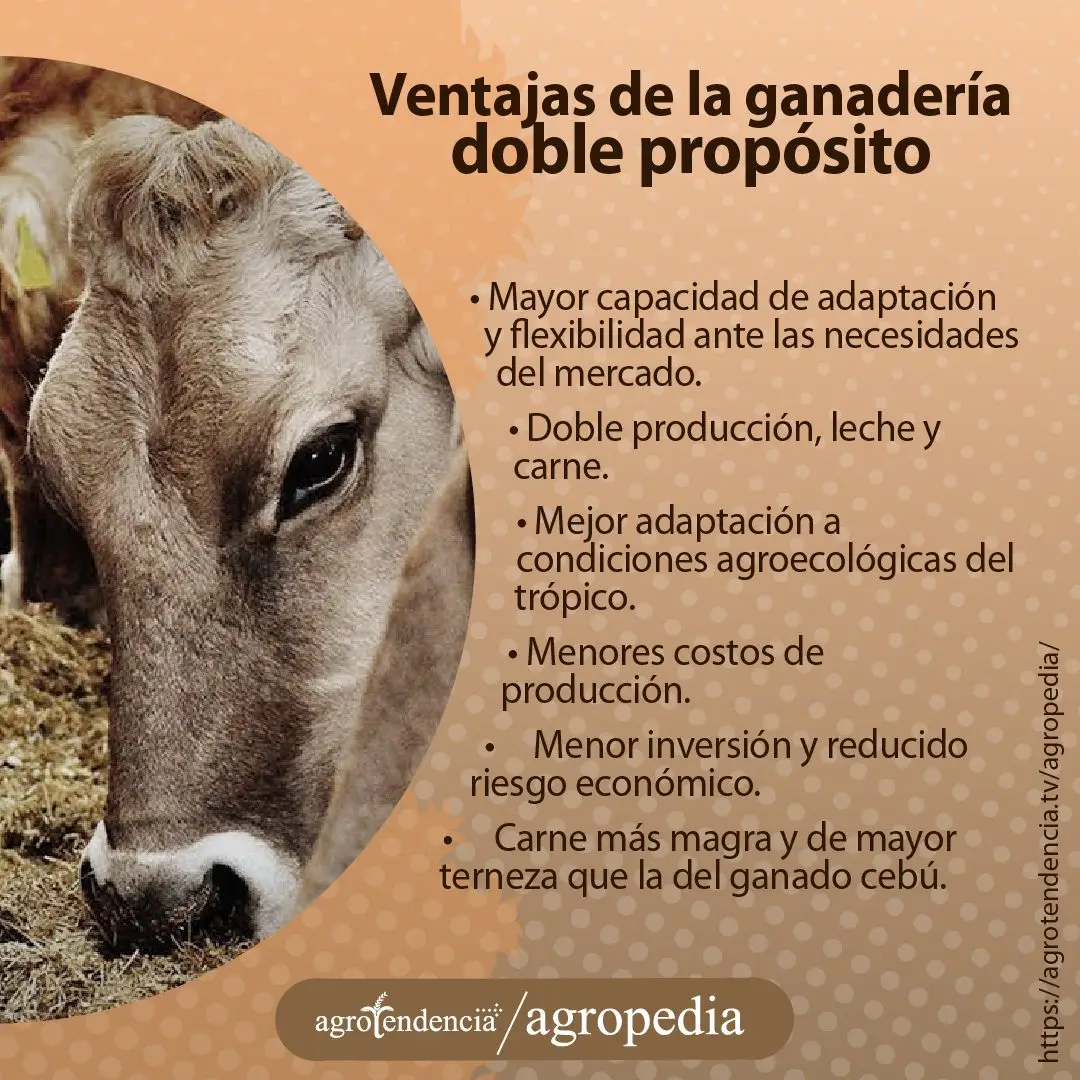 ternero doble propósito comiendo