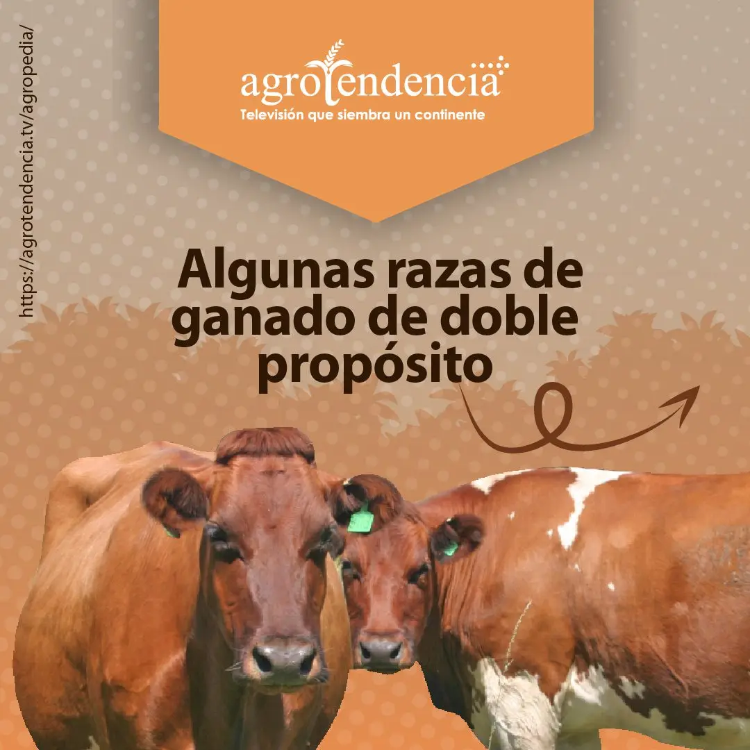 dos vacas de doble propósito