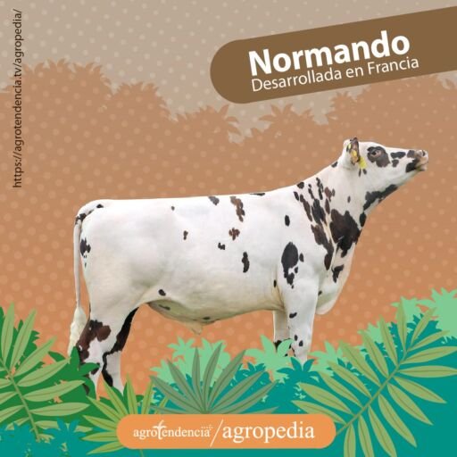 vaca blanca con manchas marrones doble propósito