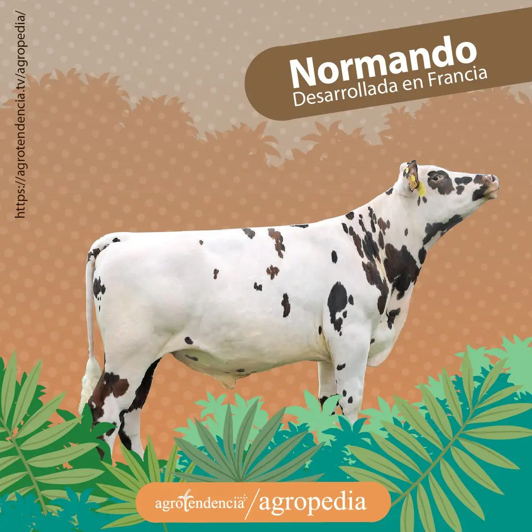 vaca blanca con manchas marrones doble propósito