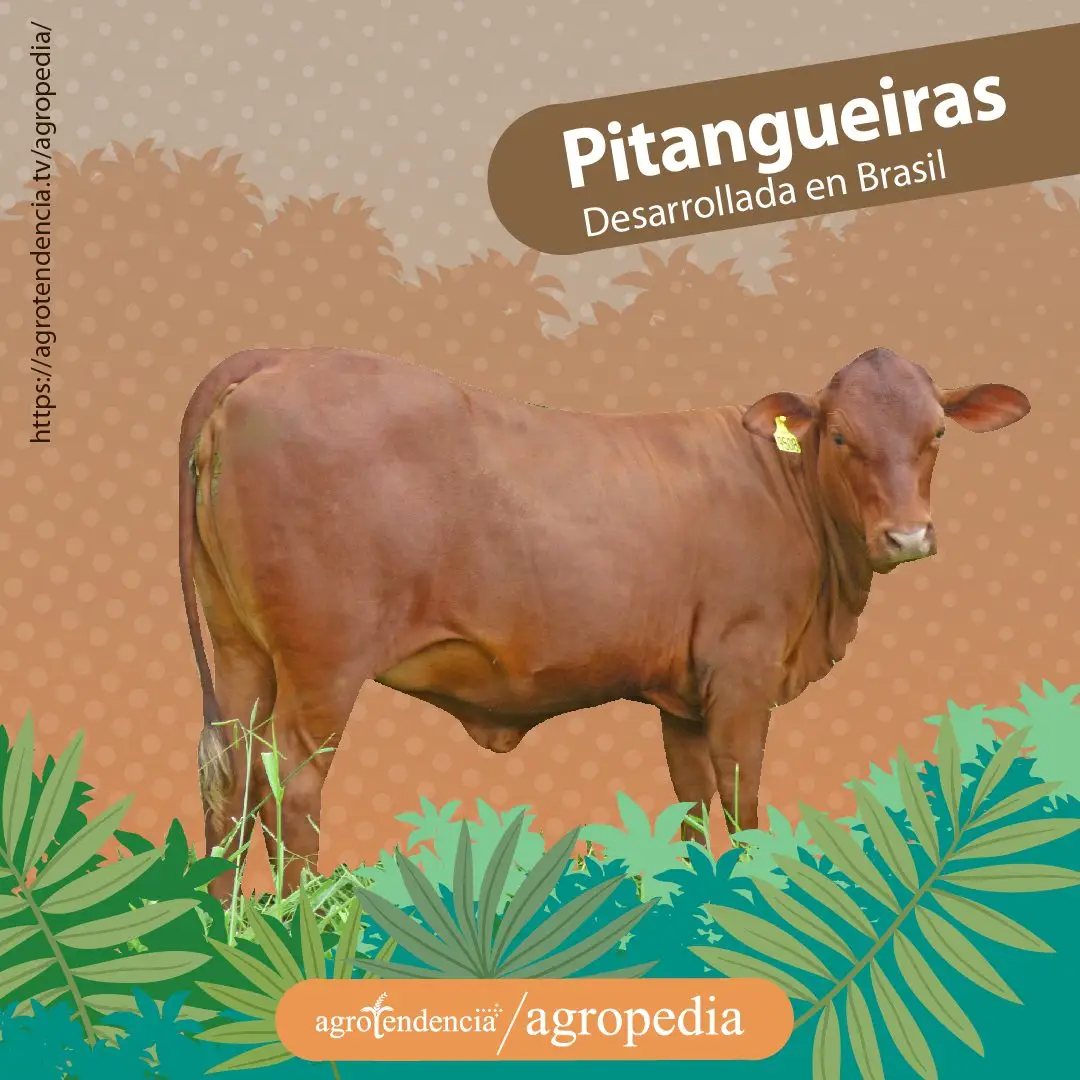 vaca rojiza doble propósito