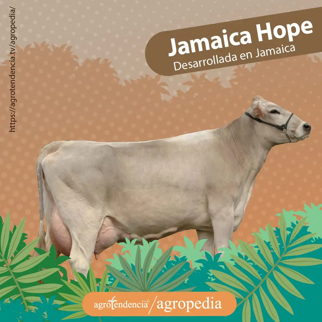 vaca parda doble propósito