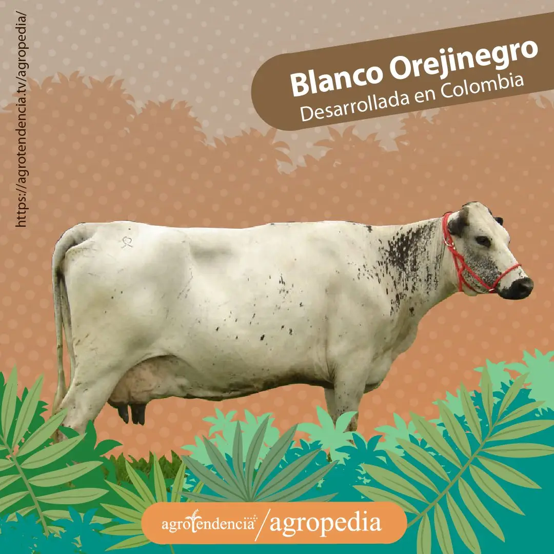 vaca doble propósito blanca con manchas negras en cuello y oreja