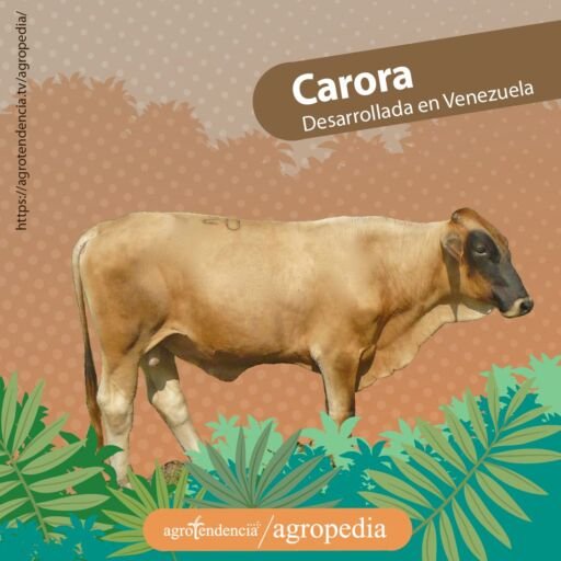 toro doble propósito pardo de cara negra