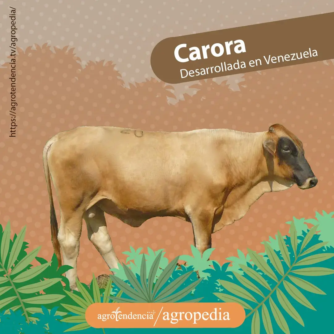 toro doble propósito pardo de cara negra