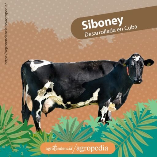 vaca doble propósito negra con manchas blancas