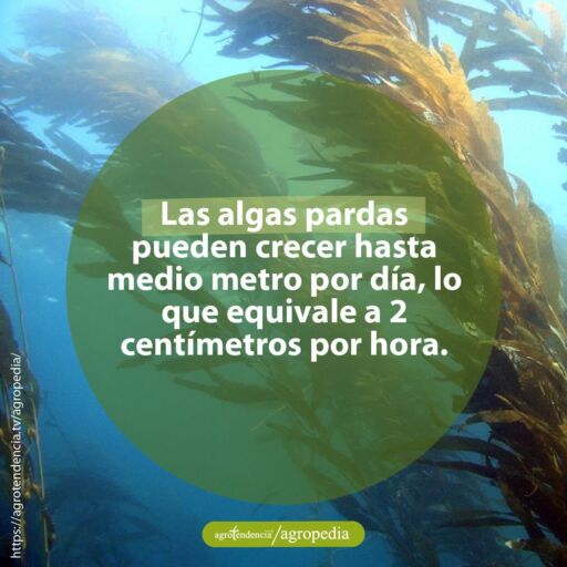 macroalgas pardas