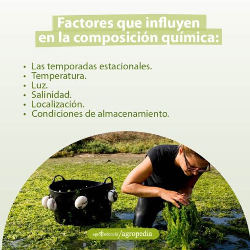 mujer revisando cultivo de macroalgas