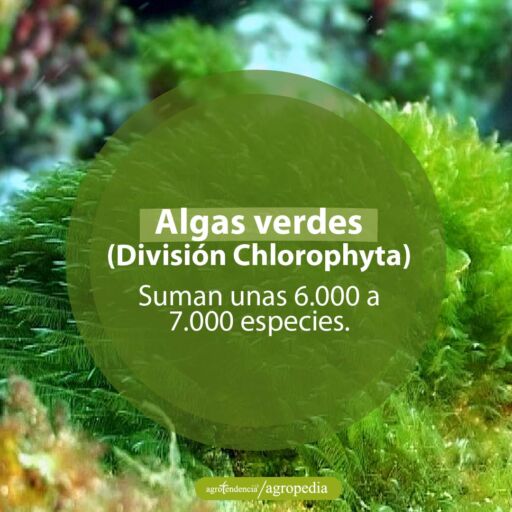 algas verdes en el mar