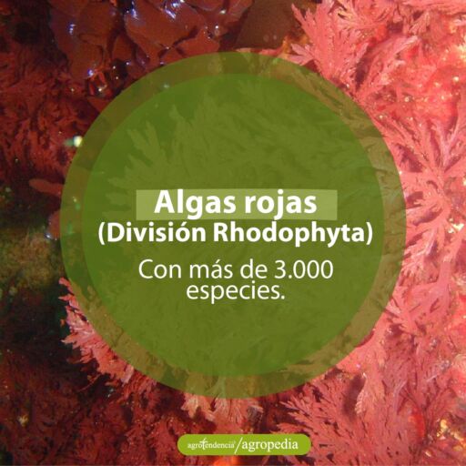 algas color rojo