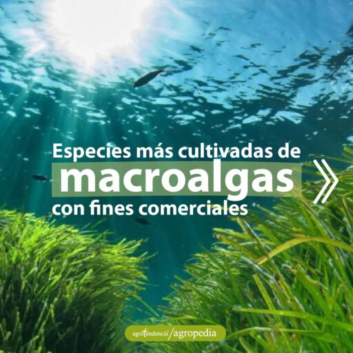 vista acuática de algas y peces nadando