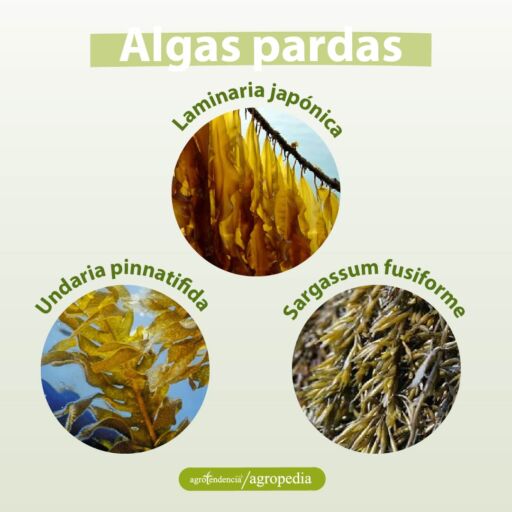 fotos de diferentes macroalgas pardas