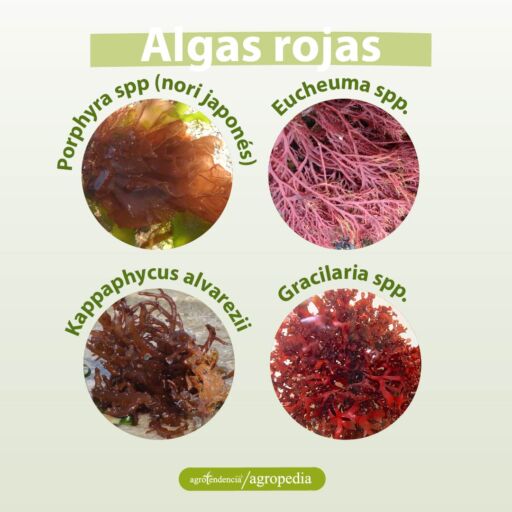fotos de diferentes macroalgas rojas