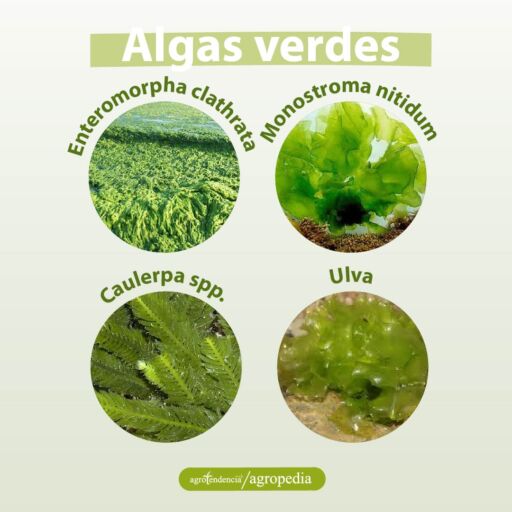 fotos de diferentes macroalgas verdes