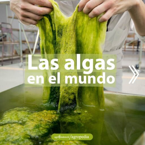 persona agarrando algas verdes