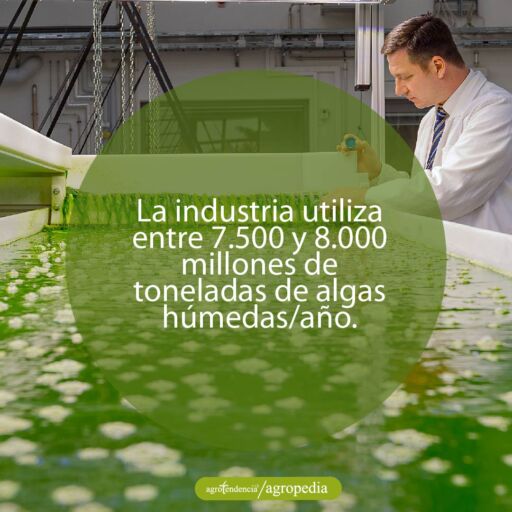 cientifico evaluando cultivo de macroalgas