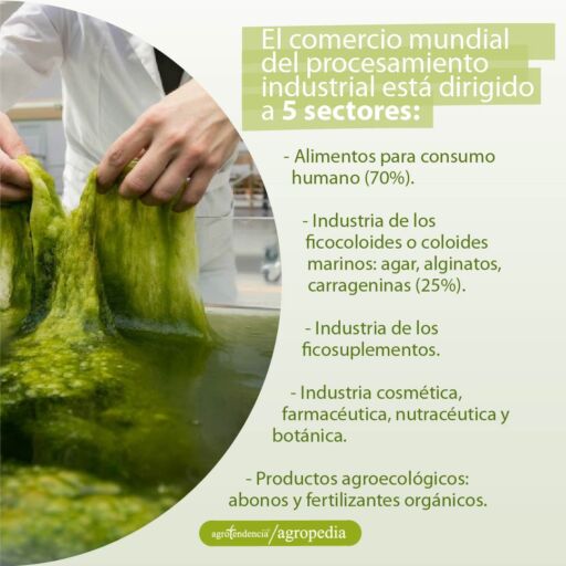 científico sacando de envase algas