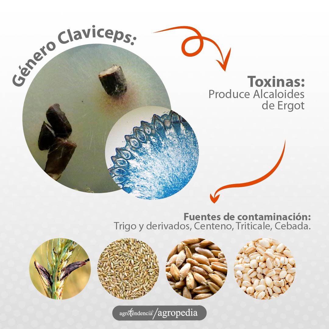 cereales afectados por micotoxinas de claviceps