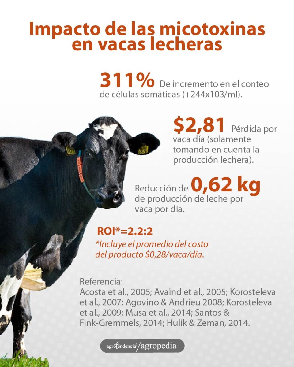 una vaca holteins y el impacto de las micotoxinas