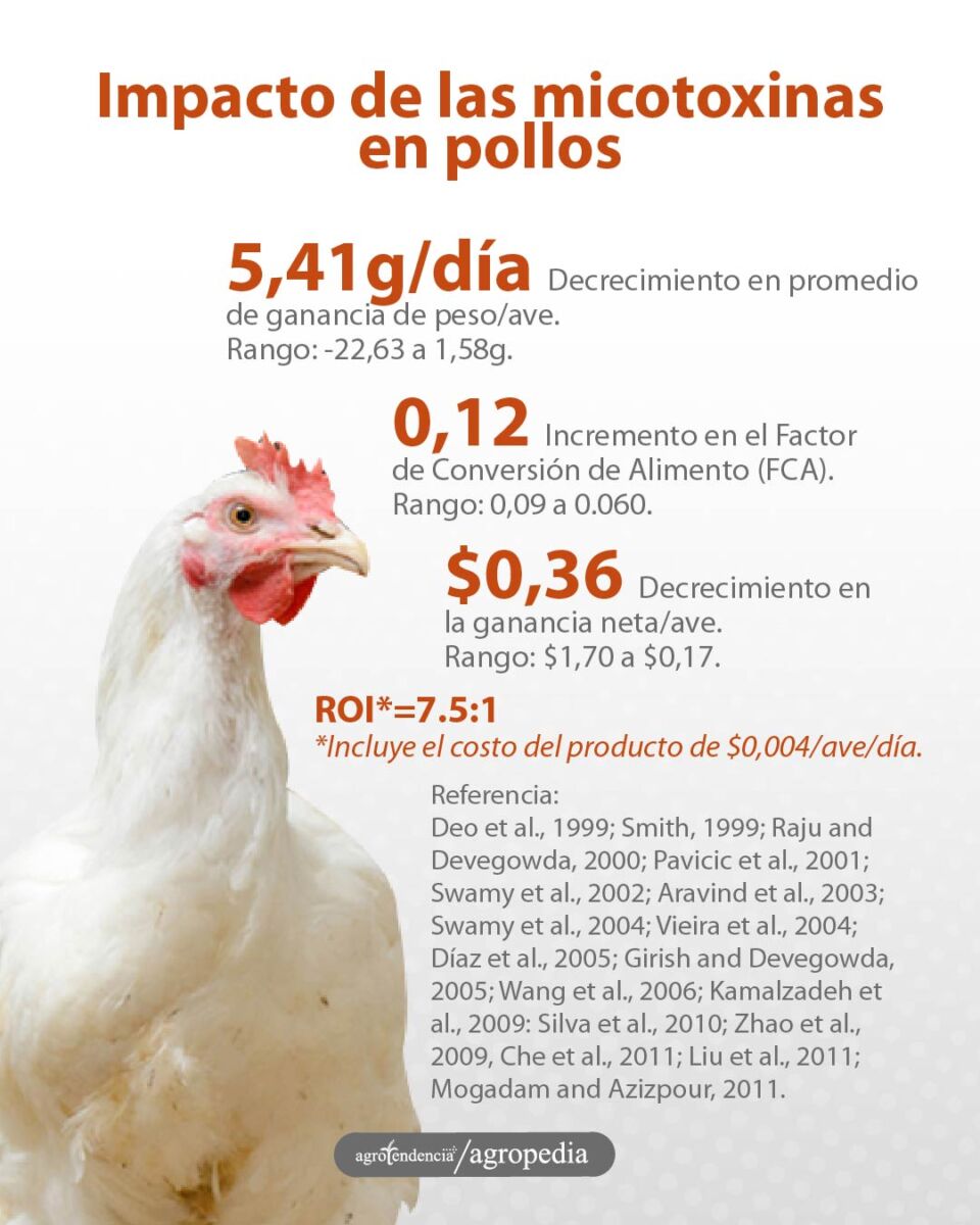 un pollo y el impacto de las micotoxinas