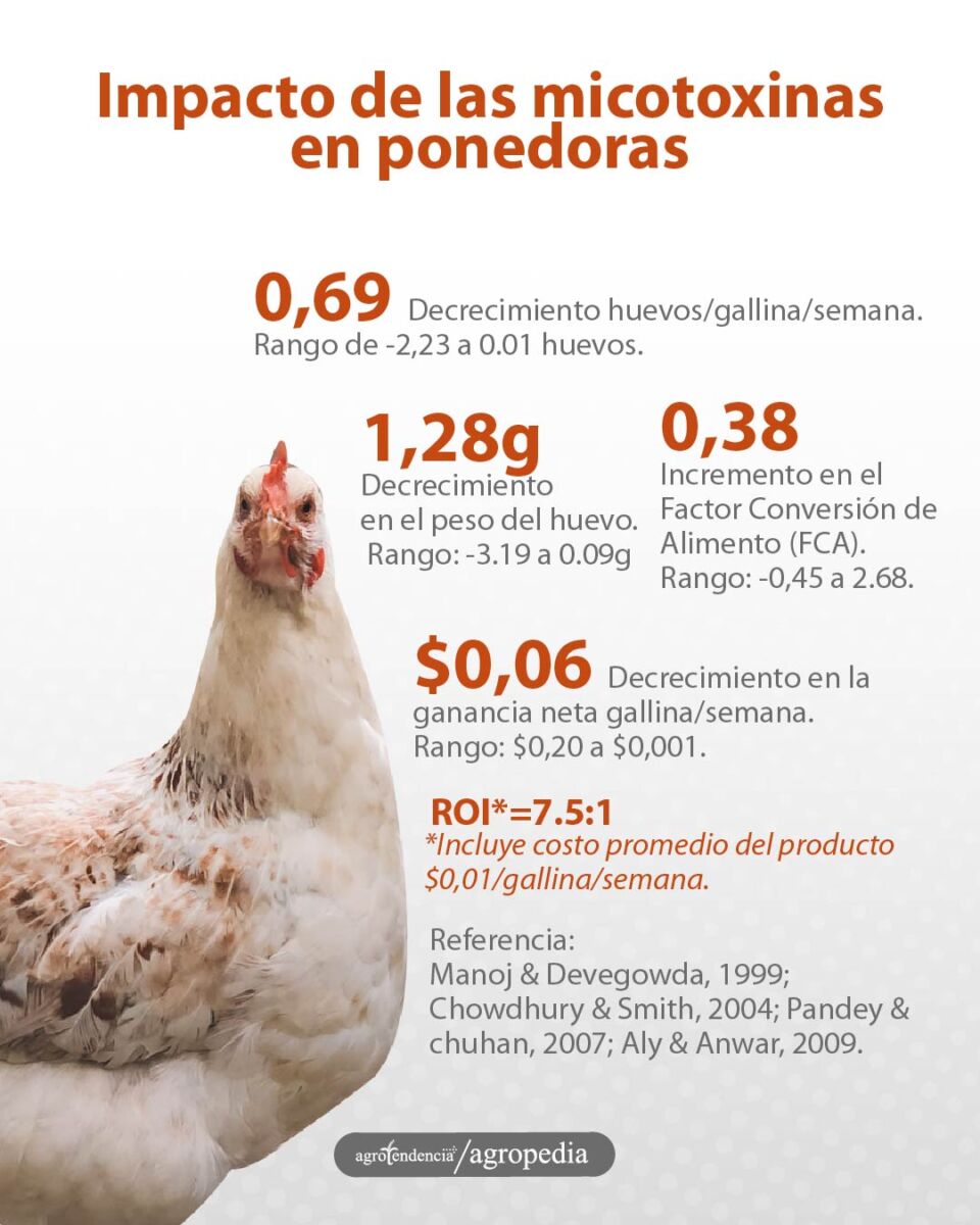 una gallina y el impacto de las micotoxinas