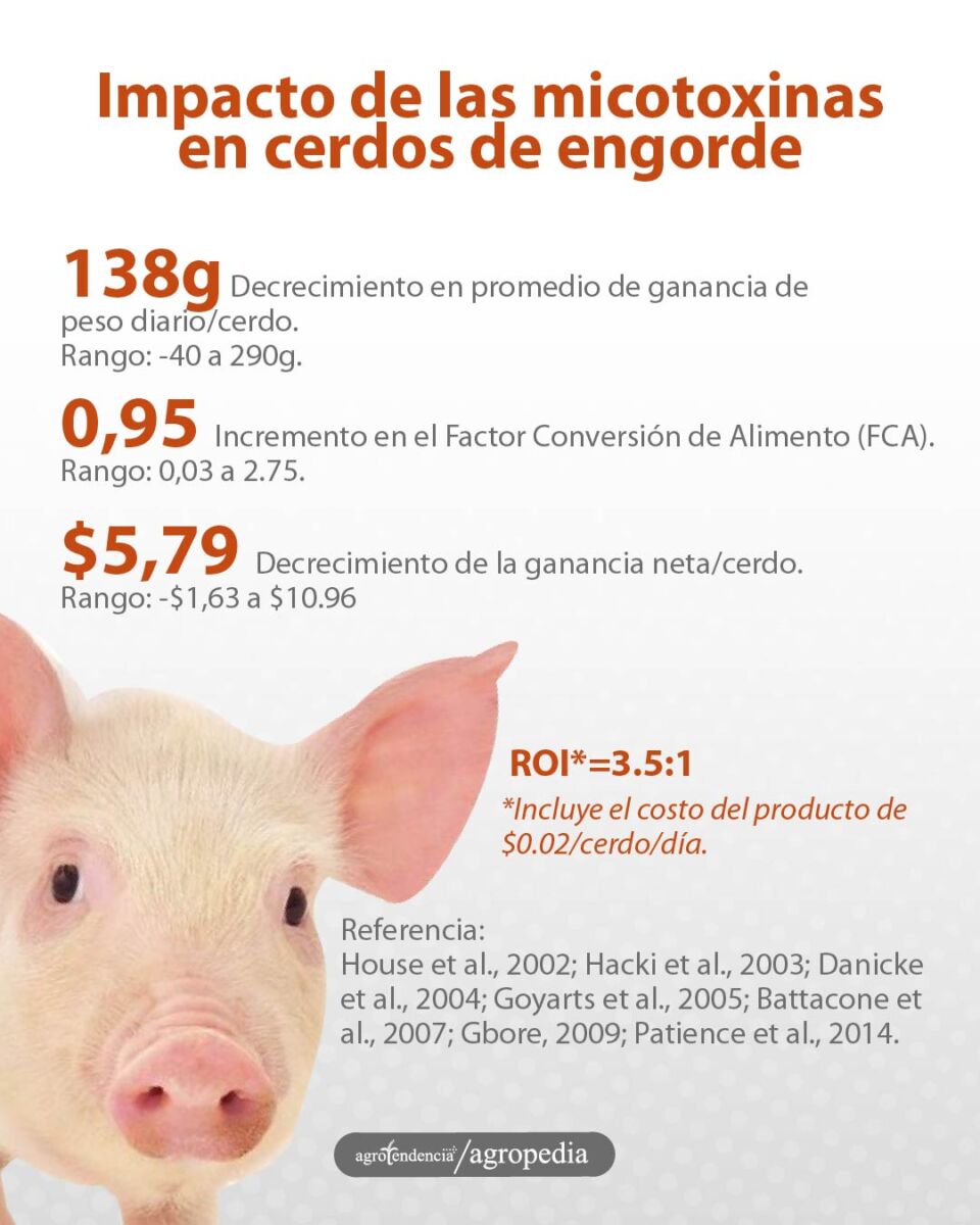 un cerdo y las micotoxinas