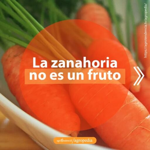 cuatro zanahoria