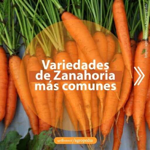 lote de zanahorias