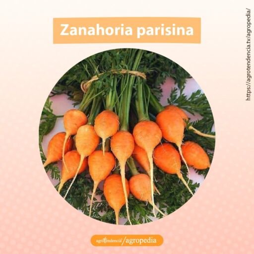 zanahoria parisina pequeña