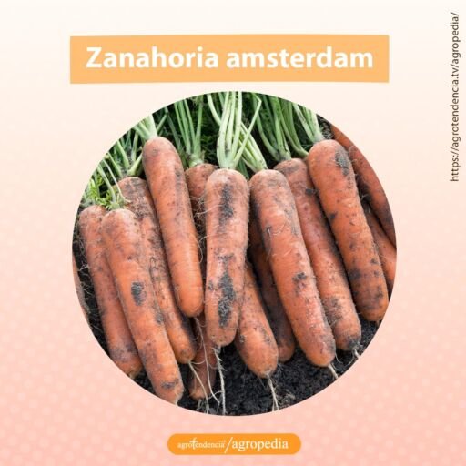 zanahoria amsterdam tiene forma tubular