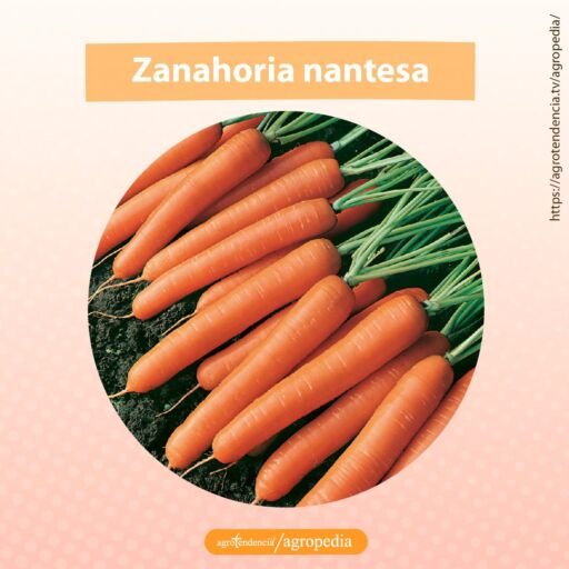 zanahoria nantesa