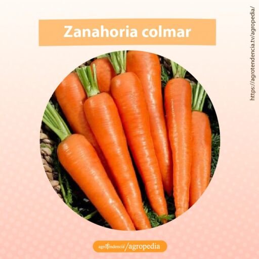 zanahoria colmar