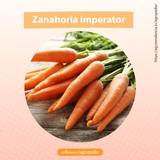 zanahoria imperator