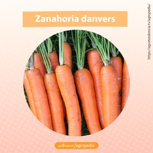 zanahoria danvers