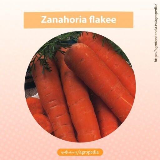 zanahoria flakee