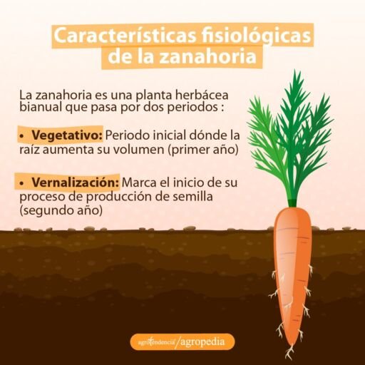 dibujo mostrando una zanahoria sembrada en el suelo