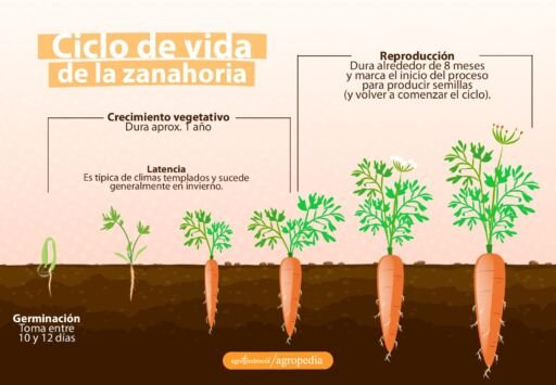 dibujo ciclo de vida de la zanahoria