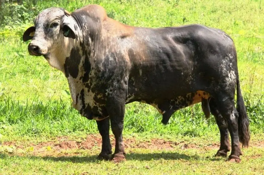 Toro Girolando