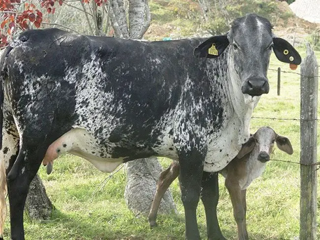 Vaca y cría Girolando