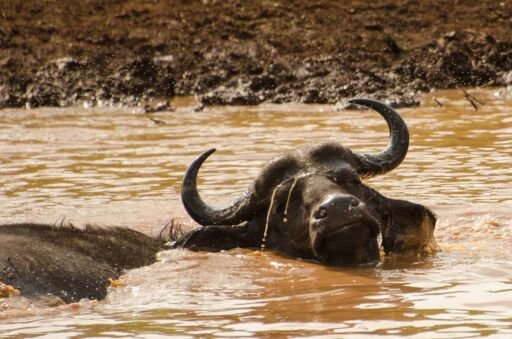 Búfalo en el agua