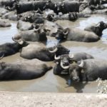 búfalos - búfalos de agua