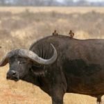 bufalos - habitat de los bufalos