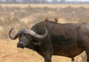 bufalos - habitat de los bufalos