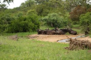bufalos - habitat de los bufalos