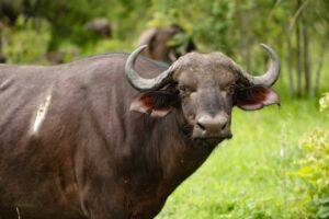 bufalos - habitat de los bufalos