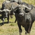 bufalos - habitat de los bufalos