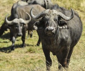 bufalos - habitat de los bufalos